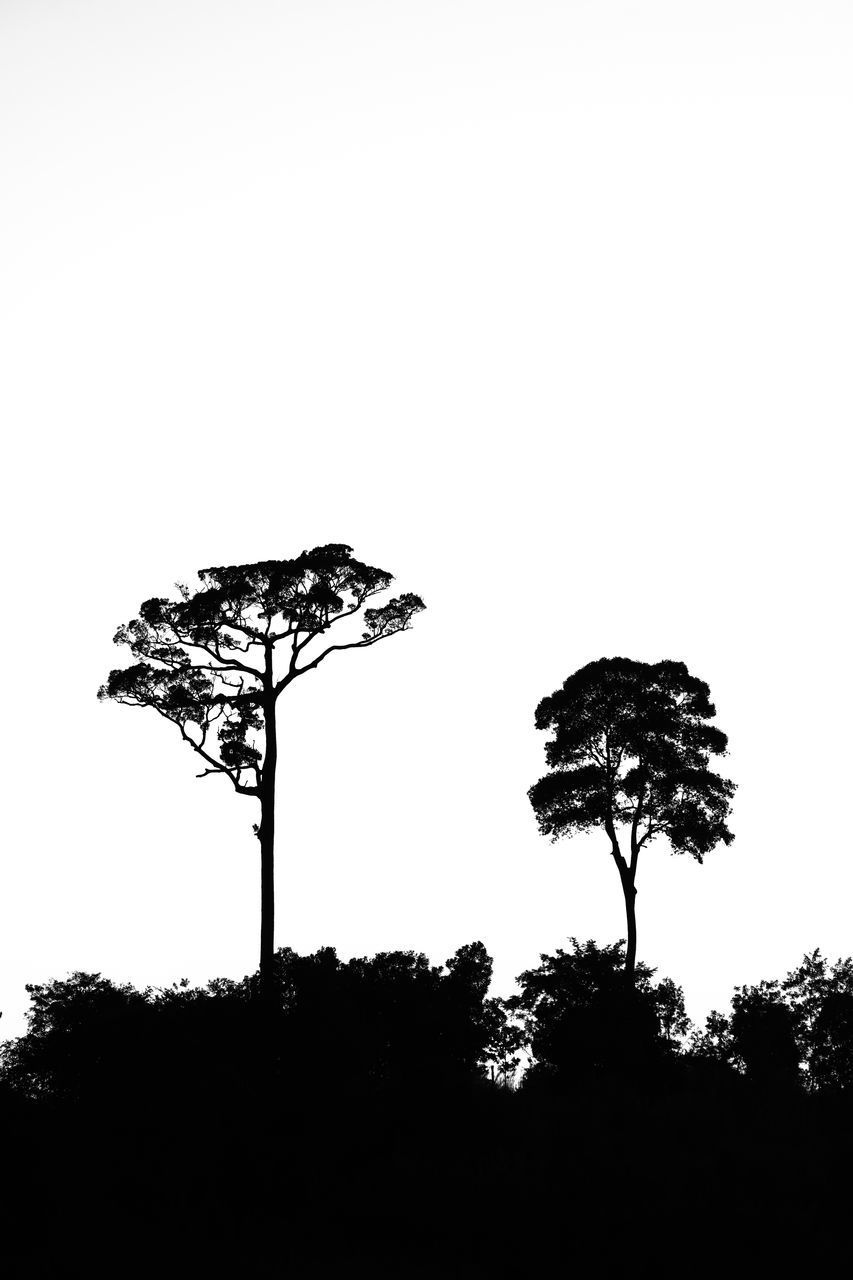 LOW ANGLE VIEW OF SILHOUETTE TREES AGAINST CLEAR SKY