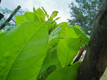 Close-up of green leaves on plant