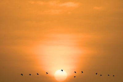 Birds flying in sky during sunset