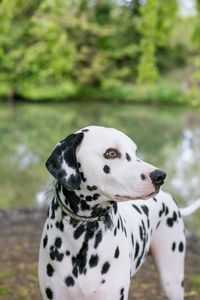 Close-up of dog