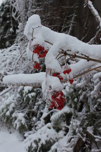 Close-up of snow covered tree