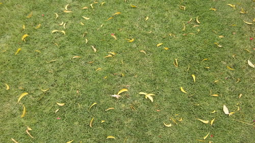 Fallen leaves on field