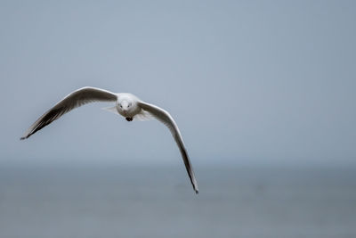 Close-up of bird flying over sea against clear sky