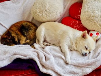 Cat sleeping on bed