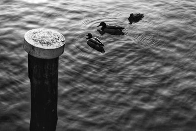 View of birds on wooden post