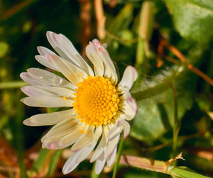 Close-up of flower on plant