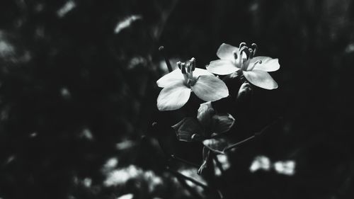 Close-up of white flowers