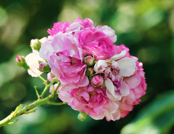 Close-up of pink flowering plant