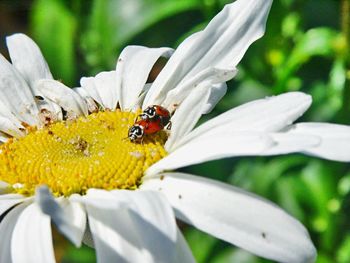 Close-up of bee on flower