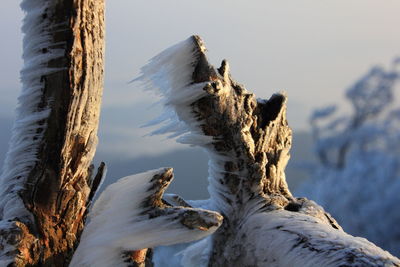 Close-up of frozen bare tree