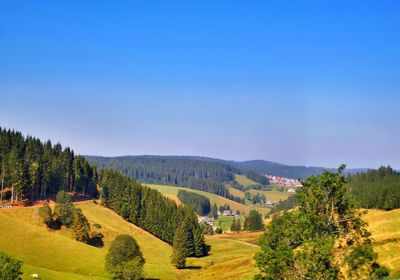 Scenic view of trees on field against clear blue sky