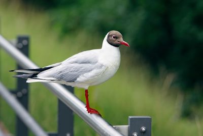 Close-up of seagull perching on railing