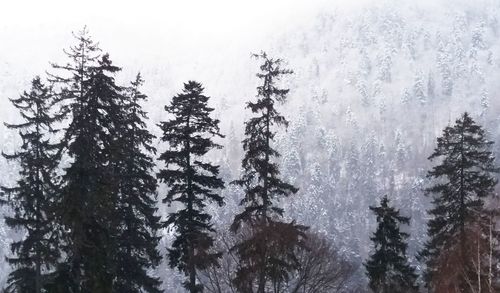 Pine trees in forest during winter