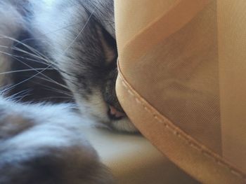 Close-up of cat sleeping