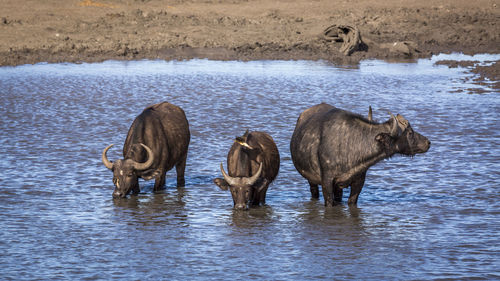 Horses in a lake