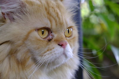 Close-up portrait of cat