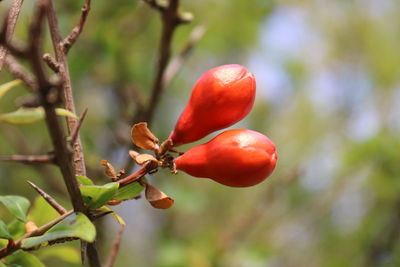 Close-up of red berries growing on tree