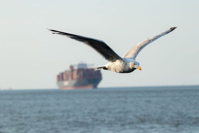 Seagull flying over sea against sky