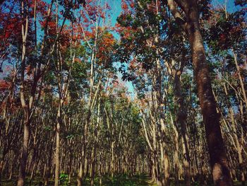 Low angle view of bamboo trees in forest