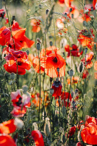 Close-up of red poppy flowers