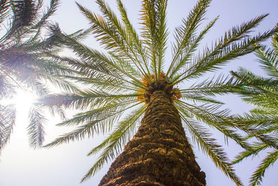Low angle view of palm tree against sky