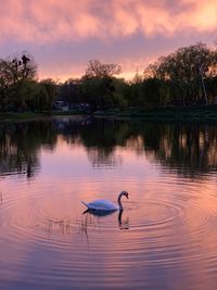 Ducks in lake