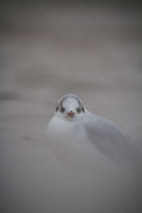 Close-up portrait of a bird in water