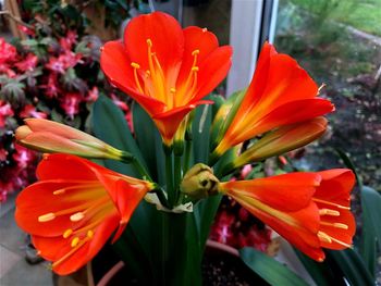 Close-up of day lily blooming outdoors