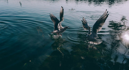 High angle view of birds in lake