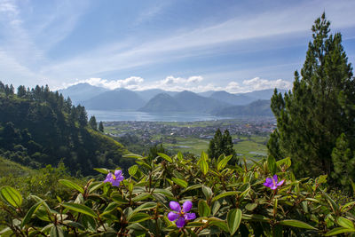 Scenic view of flowering plants and mountains against sky