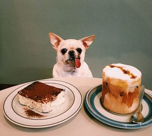 View of a dog in plate