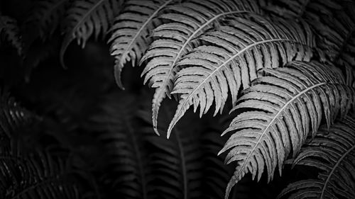 Close-up of fern leaves