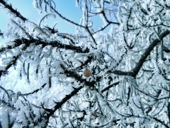 Close-up of frozen tree against sky during winter