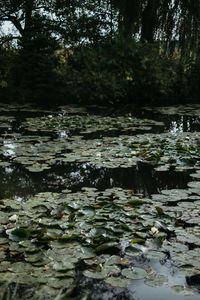 Scenic view of lake in forest