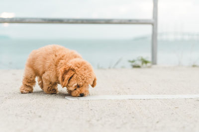 Brown puppy fluffy poodle on the beach