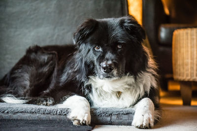 Close-up portrait of dog relaxing at home