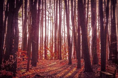 Trees in forest against sky