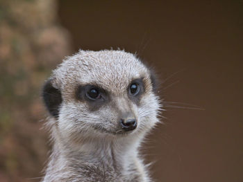 Close-up of an animal