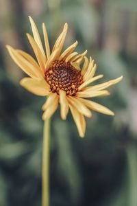 Close-up of flowering plant