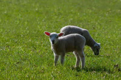 Two lambs in grassy field, one facing. 