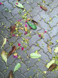 High angle view of leaves on ground