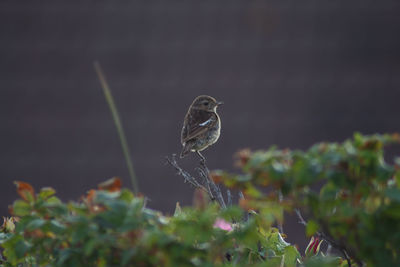 Close-up of bird perching on plant