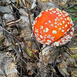 Close-up of leaves in forest