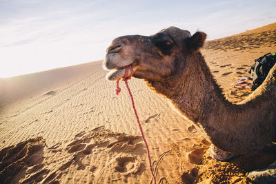 Close-up of horse on sand against sky