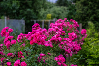 Close-up of pink flowering plants in park