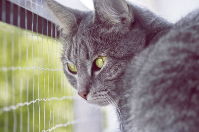 Portrait of gray cat