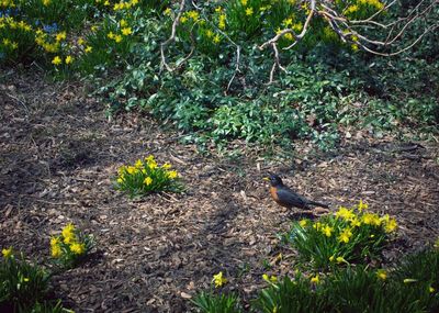 View of bird perching on flower plant