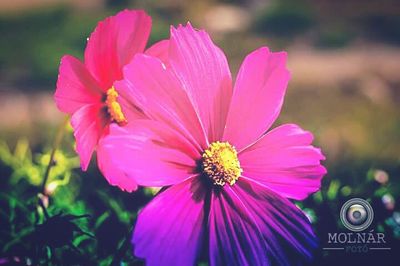 Close-up of pink flowers blooming outdoors