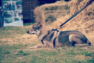 Side view of a dog looking away on field