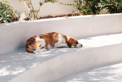 A white-brown stray dog lies on white stone steps in the shade